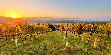 weingut riehen|Weingut Riehen in Riehen